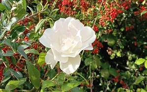 说明: 说明: A white flower on a bush
AI-generated content may be incorrect.