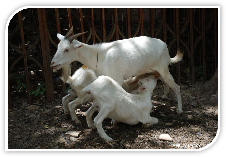 说明: http://www.001photo.com/upload/img/2007/8/dandandeyouyu2007826212225.jpg