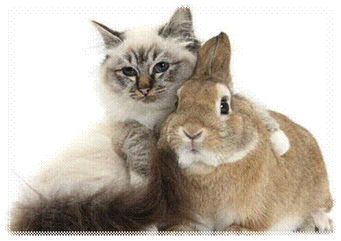说明: 猫咪和兔子才是一对的呢