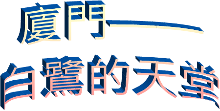 廈門——
白鷺的天堂